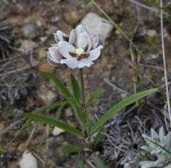 Asclepias oreophila