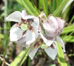 Asclepias oreophila