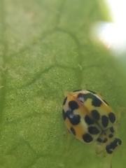 Psyllobora vigintimaculata
