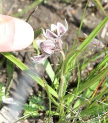 Asclepias oreophila