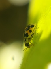 Psyllobora vigintimaculata