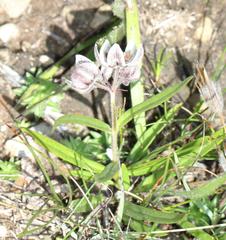 Asclepias oreophila