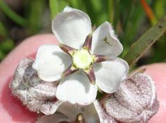 Asclepias oreophila
