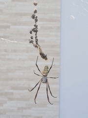 Trichonephila sexpunctata