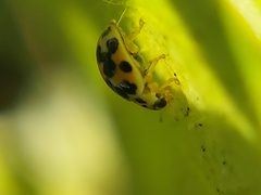 Psyllobora vigintimaculata