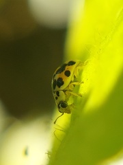 Psyllobora vigintimaculata