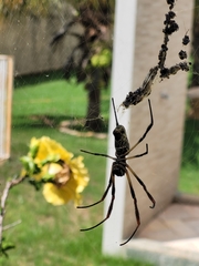 Trichonephila sexpunctata