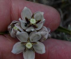Asclepias oreophila