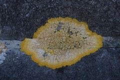 Variospora aurantia