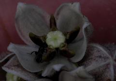 Asclepias oreophila
