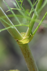 Arracacia tolucensis multifida