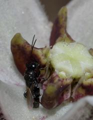 Asclepias oreophila