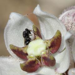 Asclepias oreophila