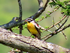 Emberiza flaviventris flaviventris