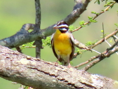 Emberiza flaviventris flaviventris
