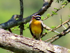 Emberiza flaviventris flaviventris
