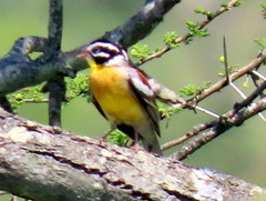 Emberiza flaviventris flaviventris