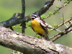 Emberiza flaviventris flaviventris