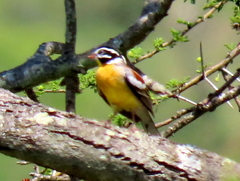 Emberiza flaviventris flaviventris