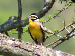 Emberiza flaviventris flaviventris