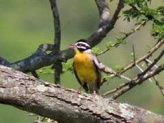 Emberiza flaviventris flaviventris