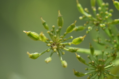 Arracacia tolucensis multifida