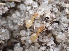 Nylanderia phantasma