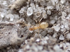 Nylanderia phantasma