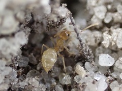 Nylanderia phantasma