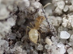 Nylanderia phantasma