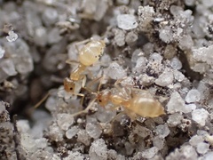 Nylanderia phantasma