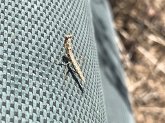 Litaneutria pacifica