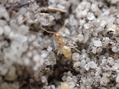 Nylanderia phantasma