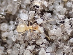 Nylanderia phantasma