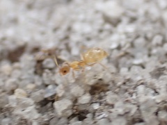 Nylanderia phantasma