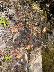 Drosera admirabilis