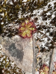 Drosera admirabilis