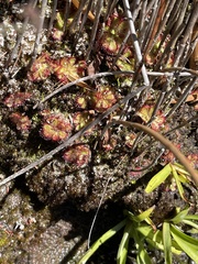 Drosera admirabilis