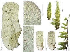 Neckeropsis undulata