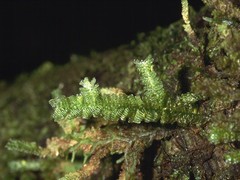 Neckeropsis undulata