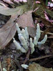 Xylaria cornu-damae