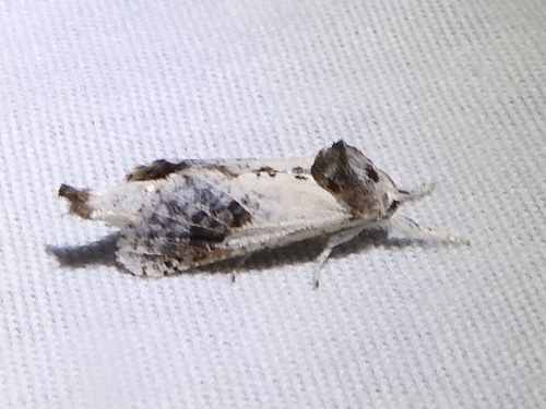 Theodore Carpenterworm Moth photo 5