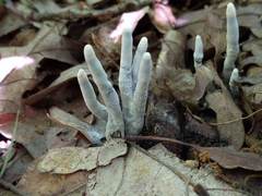 Xylaria cornu-damae