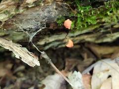 Marasmius fulvoferrugineus