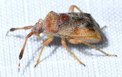 Pycnocoris ursinus