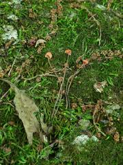 Marasmius fulvoferrugineus