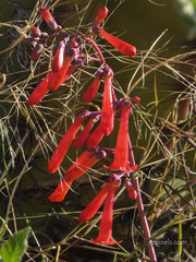 Penstemon subulatus