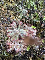 Drosera aliciae