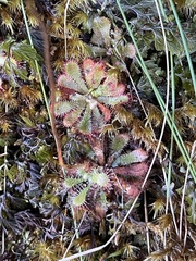 Drosera aliciae