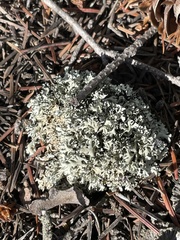 Xanthoparmelia wyomingica